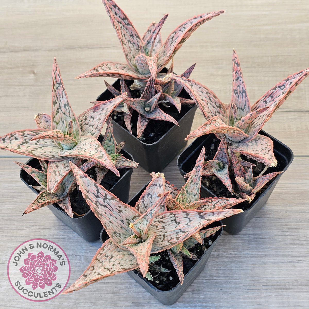 Aloe 'Pink Blush' (w pups)