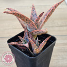 Aloe 'Pink Blush' (w pups)