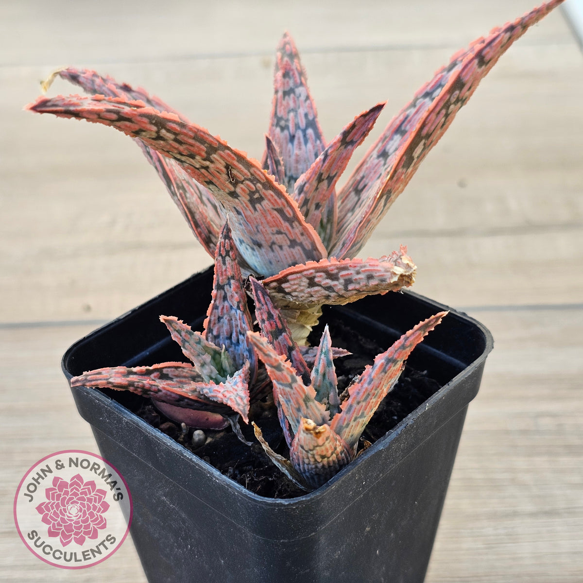 Aloe 'Pink Blush' (w pups)