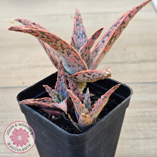 Load image into Gallery viewer, Aloe &#39;Pink Blush&#39; (w pups)
