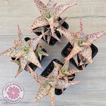 Load image into Gallery viewer, Aloe &#39;Pink Blush&#39; (w pups)
