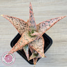 Aloe 'Pink Blush' (w pups)