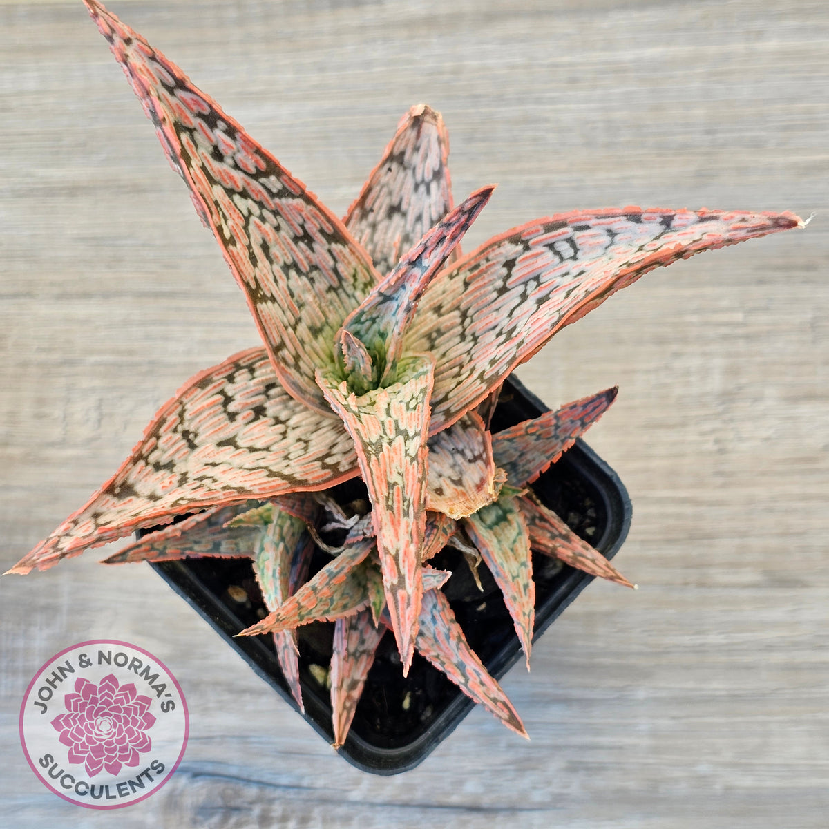Aloe 'Pink Blush' (w pups)