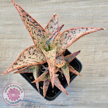 Load image into Gallery viewer, Aloe &#39;Pink Blush&#39; (w pups)
