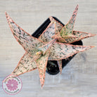 Aloe 'Pink Blush' (w pups)