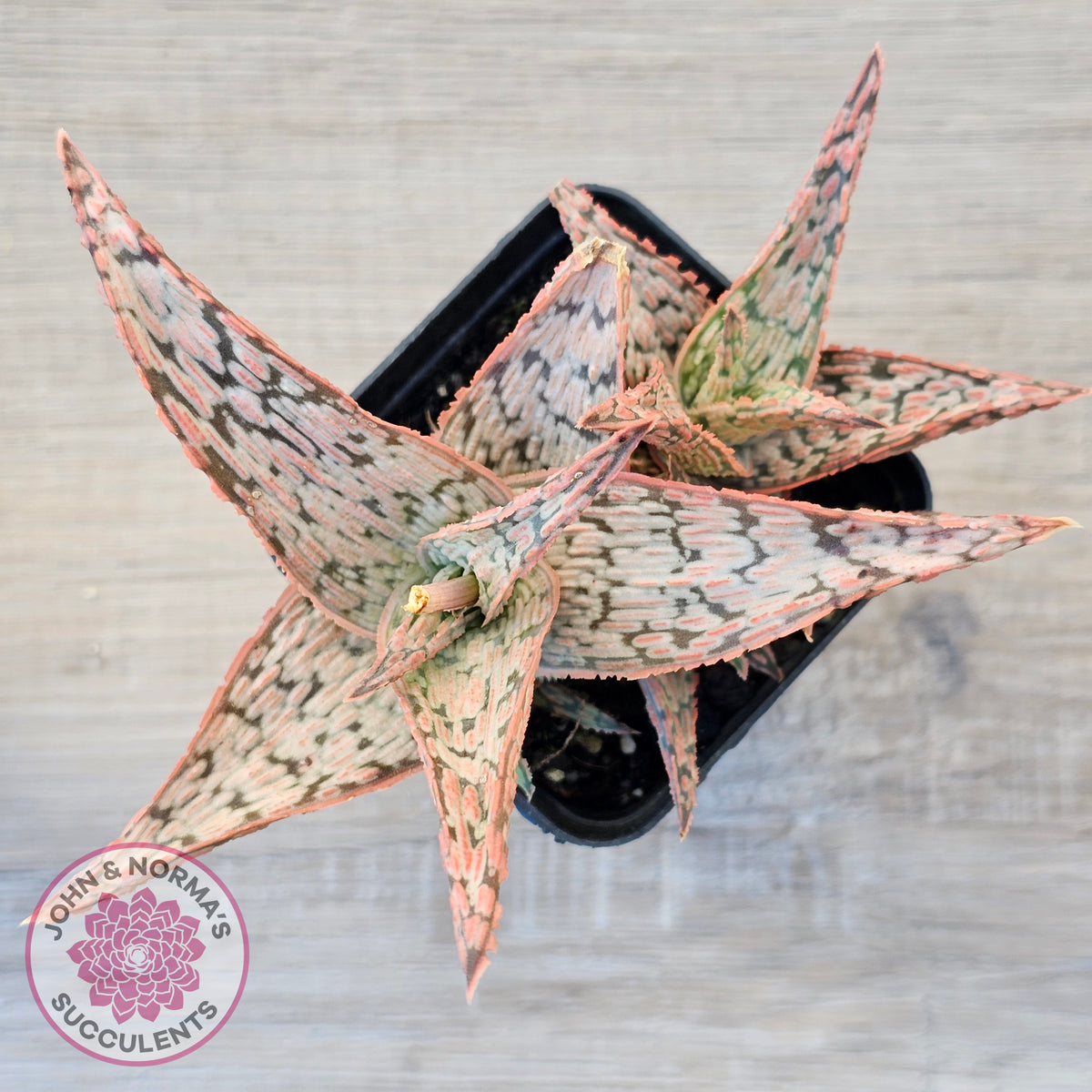 Aloe 'Pink Blush' (w pups)