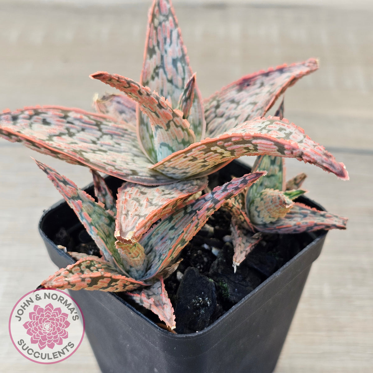 Aloe 'Pink Blush' (w pups)