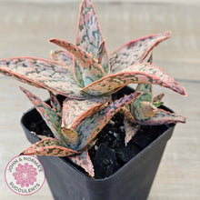 Load image into Gallery viewer, Aloe &#39;Pink Blush&#39; (w pups)
