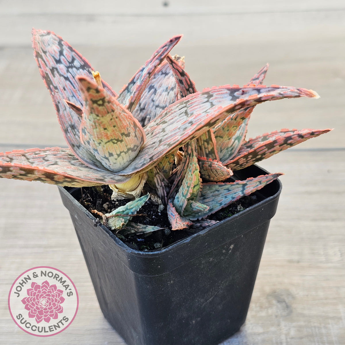Aloe 'Pink Blush' (w pups)