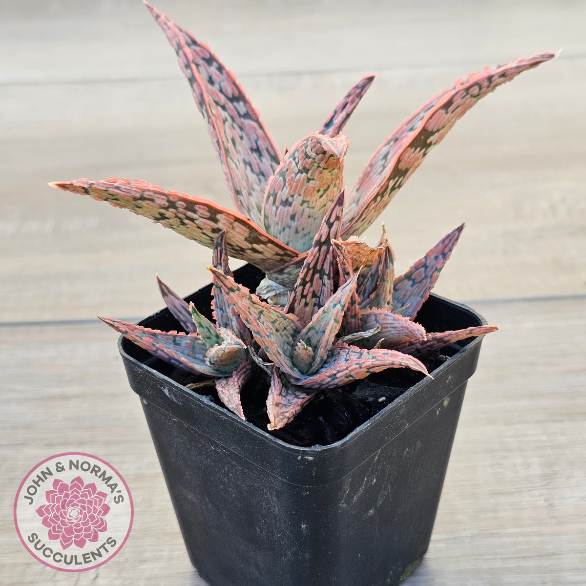 Aloe 'Pink Blush' (w pups)