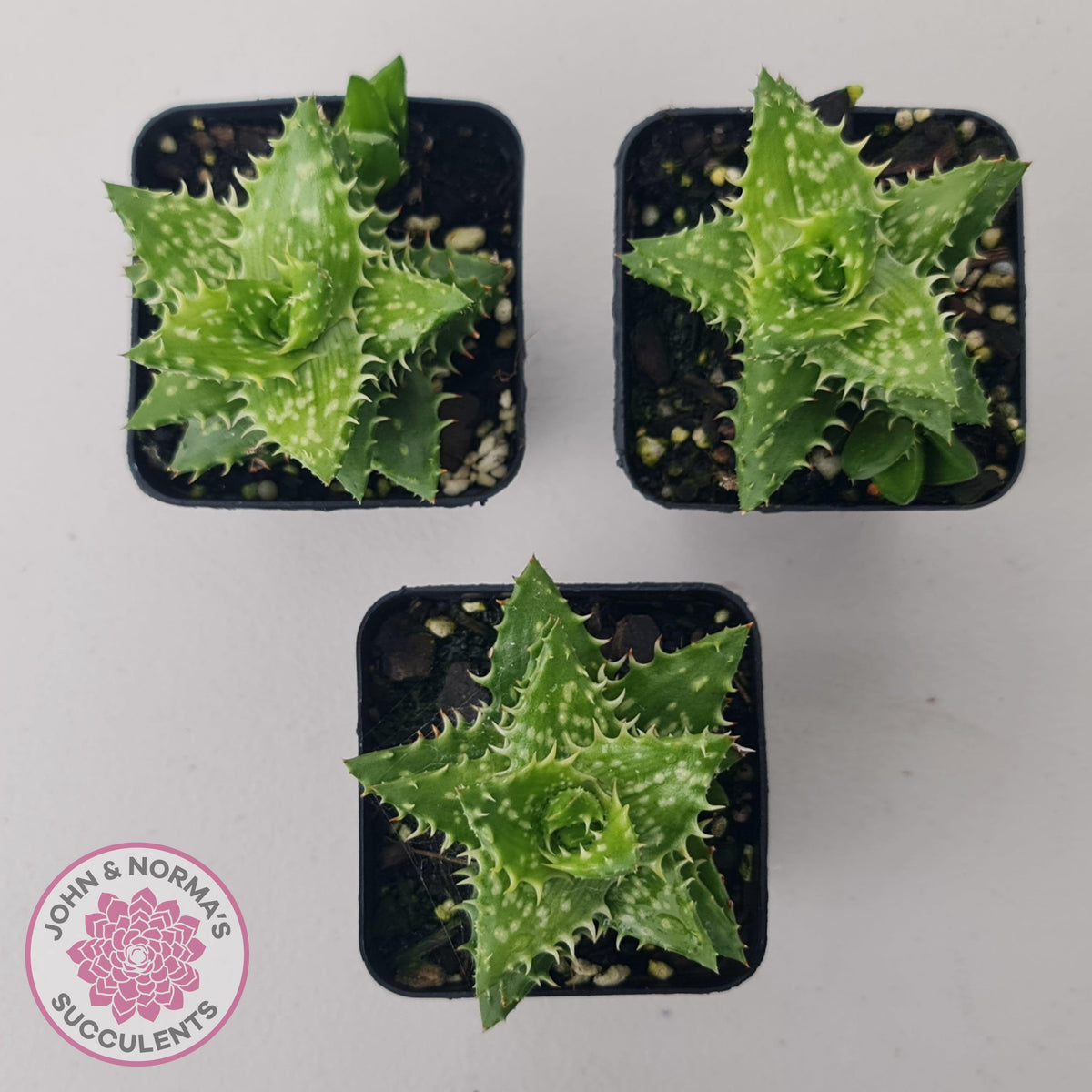 Aloe juvenna (Tiger Tooth Aloe)