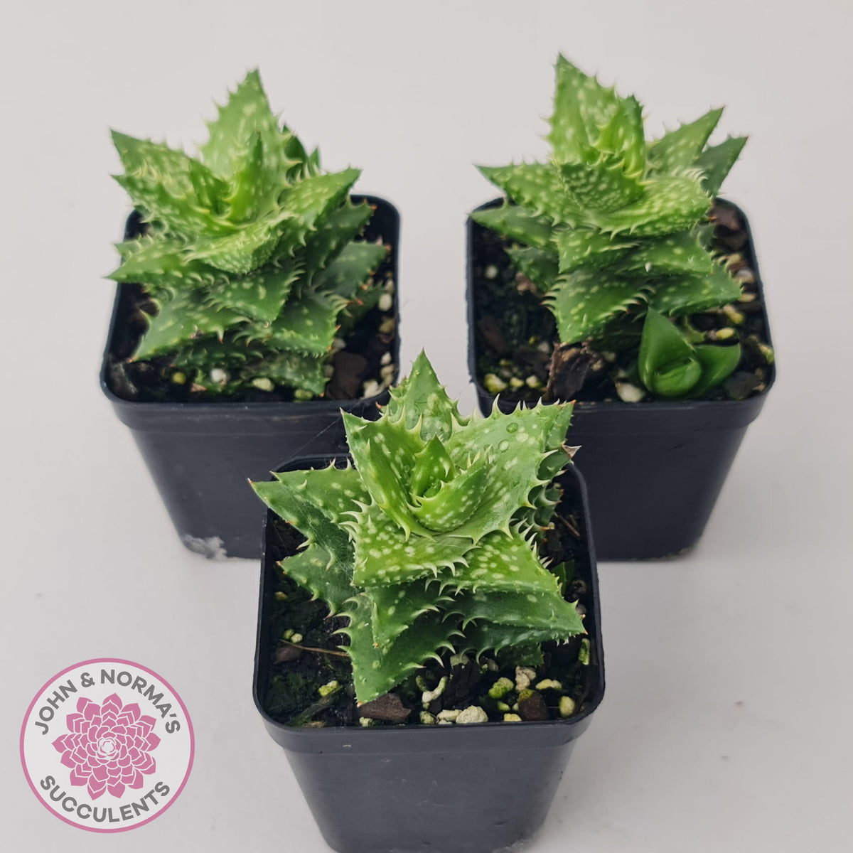 Aloe juvenna (Tiger Tooth Aloe)