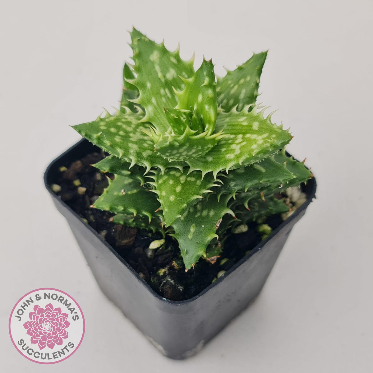 Aloe juvenna (Tiger Tooth Aloe)