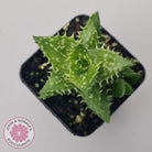 Aloe juvenna (Tiger Tooth Aloe)