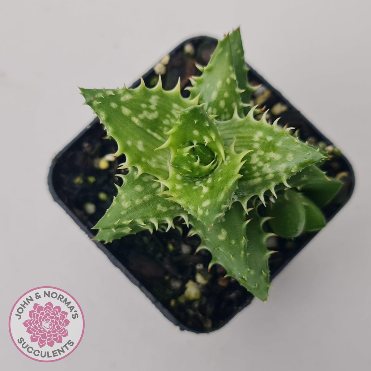 Aloe juvenna (Tiger Tooth Aloe)