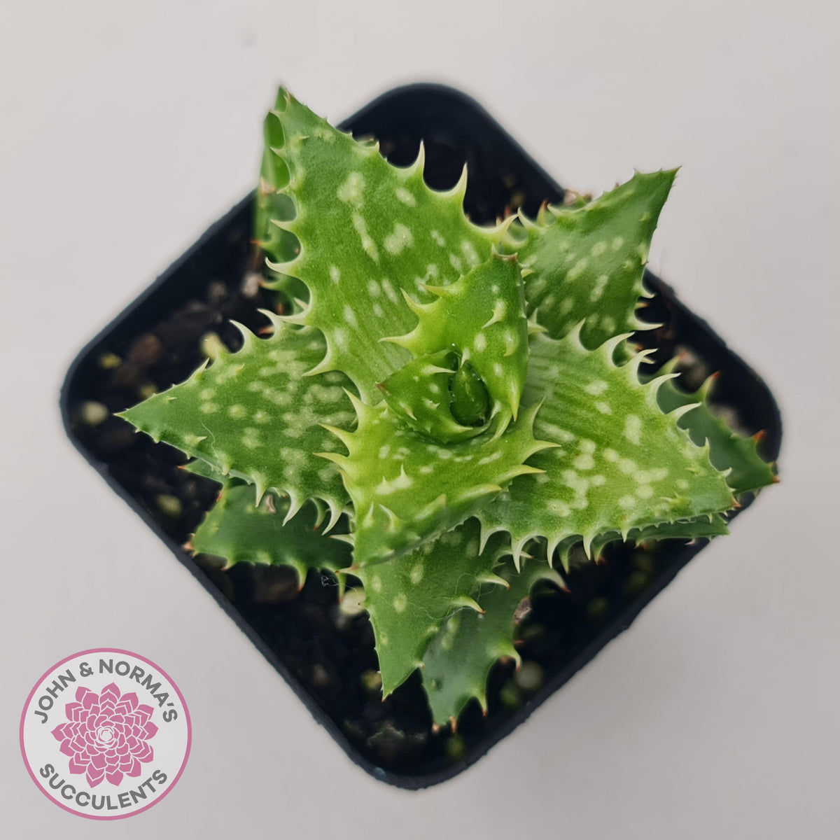 Aloe juvenna (Tiger Tooth Aloe)