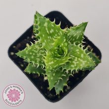 Load image into Gallery viewer, Aloe juvenna (Tiger Tooth Aloe) - John &amp; Norma&#39;s Succulents Australia
