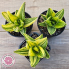 Aloe mitriformis variegated