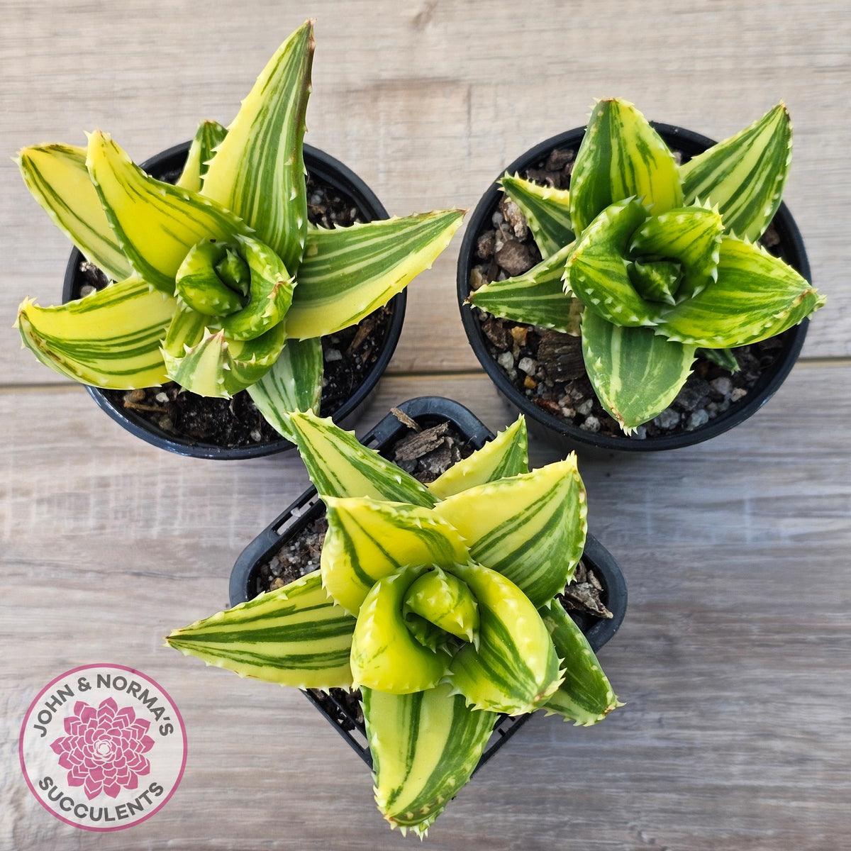 Aloe mitriformis variegated