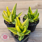 Aloe mitriformis variegated