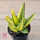 Aloe mitriformis variegated