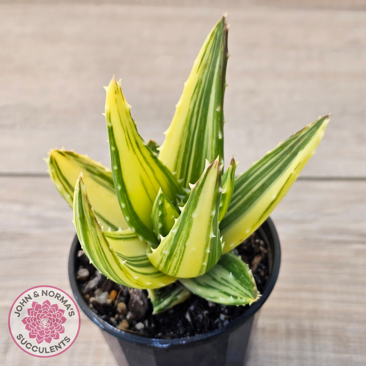 Aloe mitriformis variegated