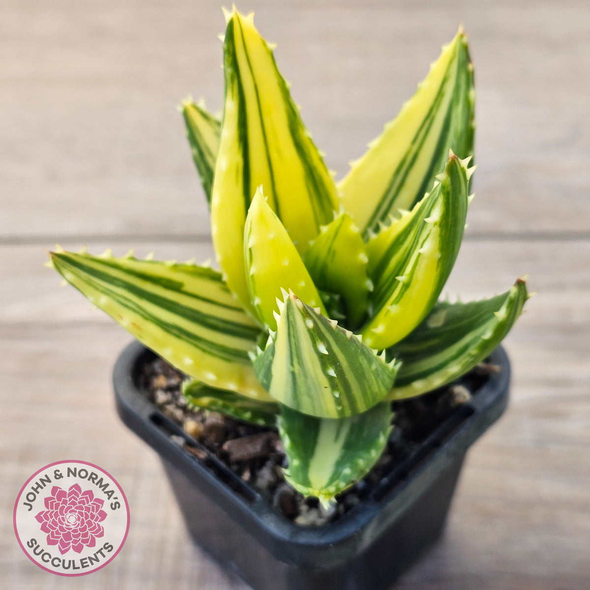 Aloe mitriformis variegated