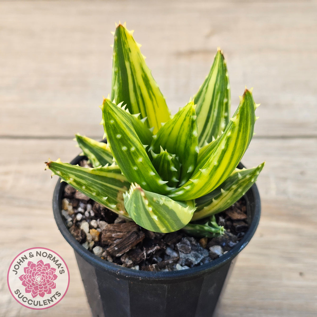 Aloe mitriformis variegated