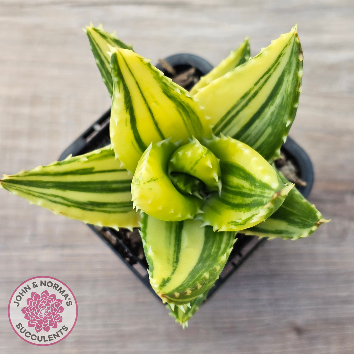 Aloe mitriformis variegated