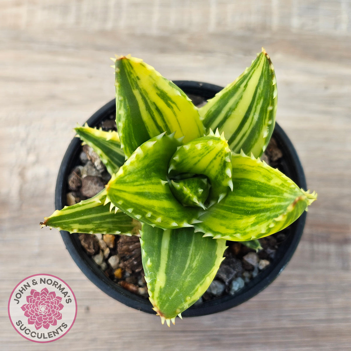 Aloe mitriformis variegated