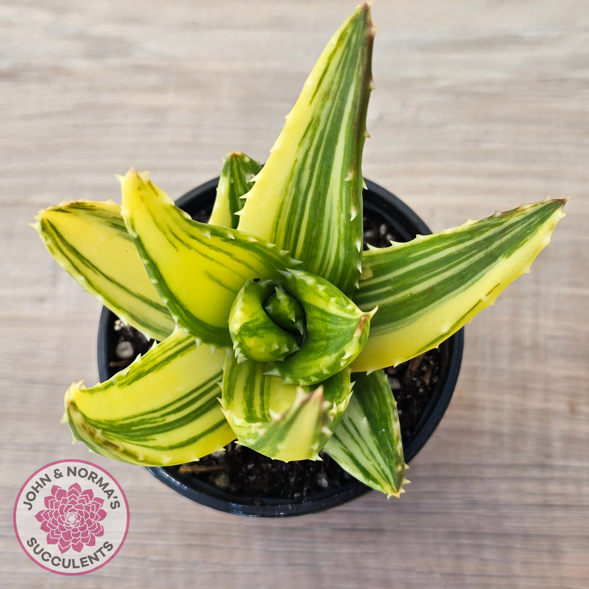 Aloe mitriformis variegated