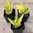 Aloe mitriformis variegated