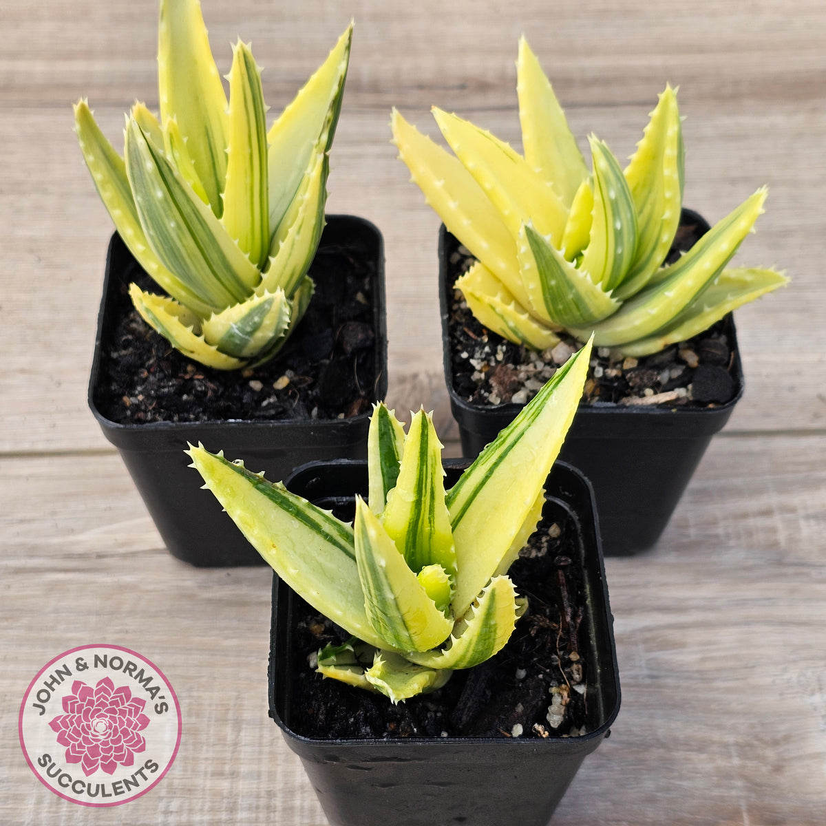Aloe mitriformis variegated