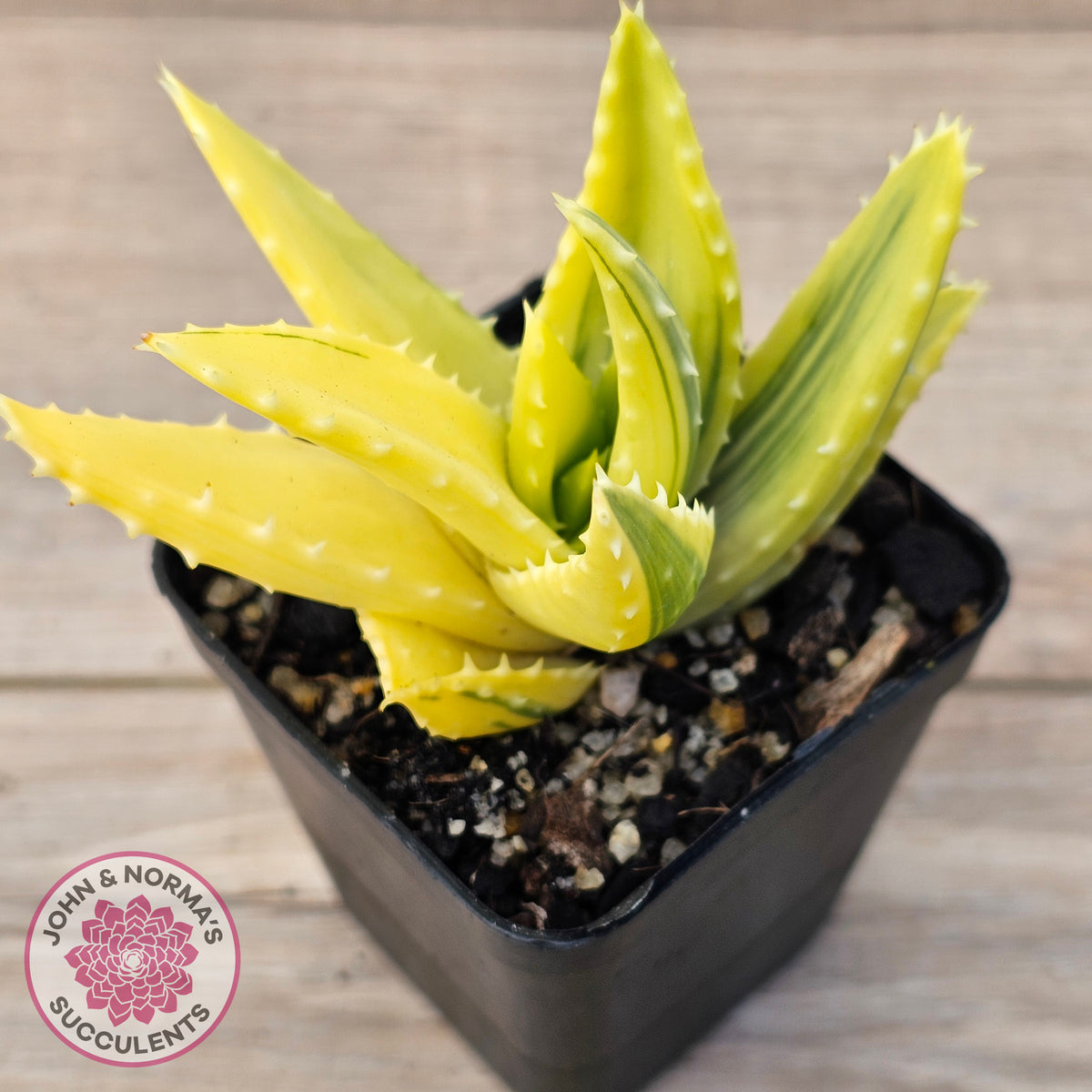 Aloe mitriformis variegated