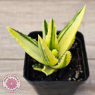 Aloe mitriformis variegated