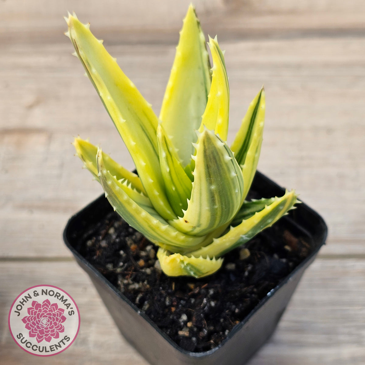 Aloe mitriformis variegated