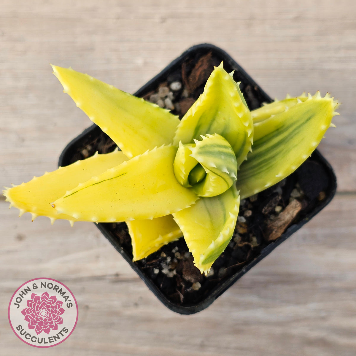 Aloe mitriformis variegated