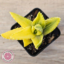 Load image into Gallery viewer, Aloe mitriformis variegated
