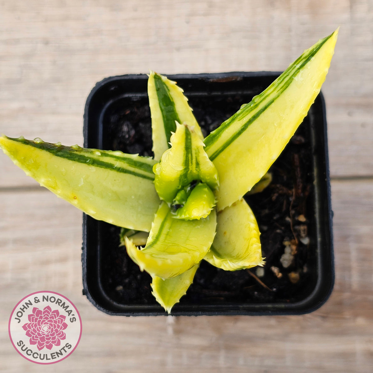 Aloe mitriformis variegated