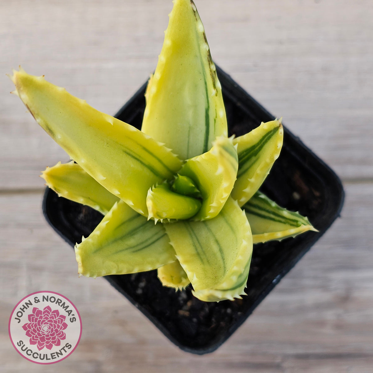 Aloe mitriformis variegated