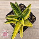 Aloe mitriformis variegated