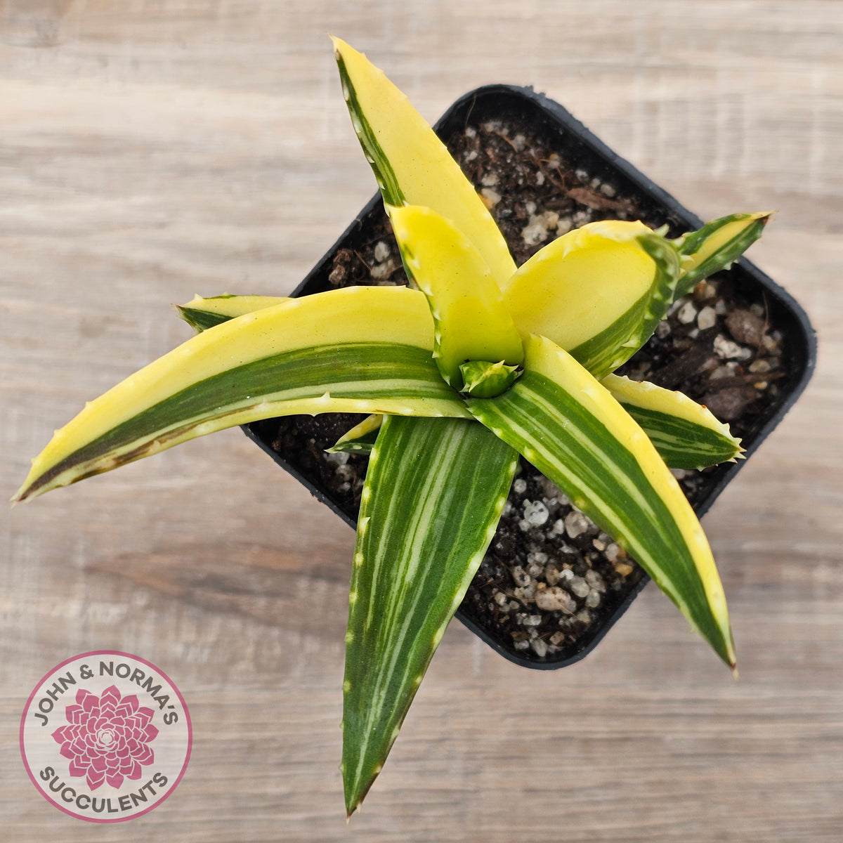 Aloe mitriformis variegated