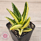Aloe mitriformis variegated