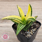 Aloe mitriformis variegated