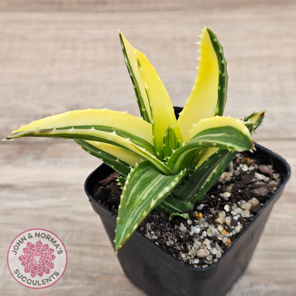 Aloe mitriformis variegated