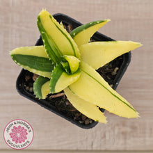 Load image into Gallery viewer, Aloe mitriformis variegated
