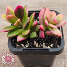 Load image into Gallery viewer, Anacampseros telephiastrum variegata 'Sunrise'
