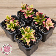 Load image into Gallery viewer, Anacampseros telephiastrum variegata 'Sunrise'
