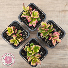 Load image into Gallery viewer, Anacampseros telephiastrum variegata 'Sunrise'
