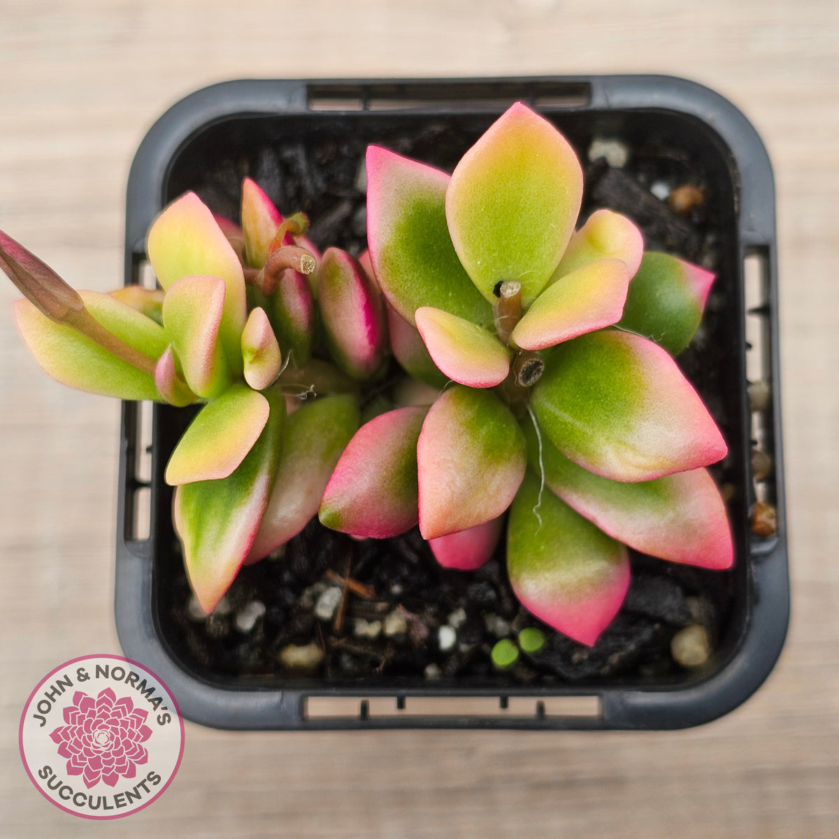 Anacampseros telephiastrum variegata 'Sunrise'